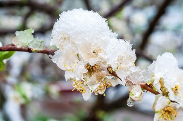 Snow blankets delicate white spring blossoms after an unusual late season weather event.