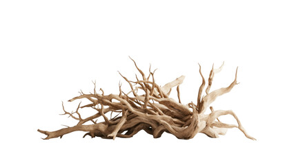 Obraz premium A driftwood with a unique texture. isolated on transparent background 