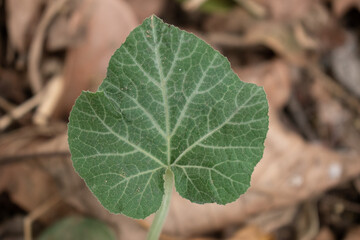 A close-up of a young Pumpkin leaf with distinct veins and rough texture, set against a backdrop of dry fallen leaves on the forest floor.