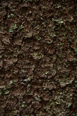 tree bark texture