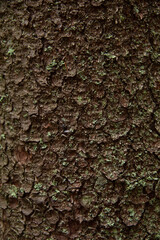 bark of a tree
