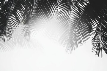 Palm leaves silhouettes