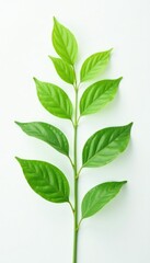 Fototapeta premium Delicate green plant with leaves on a white background, garden, photograph, plantlife