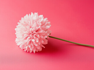 Bright Pink Chrysanthemum on Bold Pink Backdrop Capturing Simplicity and Elegance