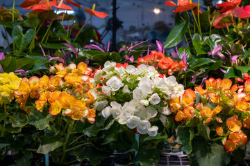 Colorful display of blooming flowers in a vibrant greenhouse setting during the afternoon