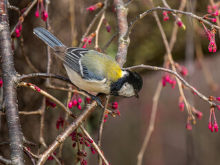 桜にとまるシジュウカラ