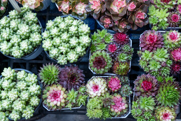 Various colorful succulents arranged in pots showcase their unique shapes and textures at a garden market