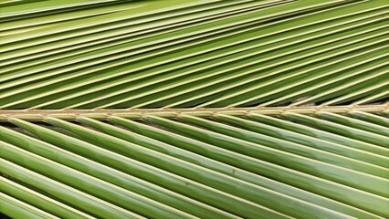 A close-up of the texture on a green coconut leaves. The intricate details and natural patterns of the surface are clearly visible, emphasizing the coconut's unique texture.