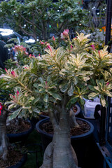 Exotic flowering plant with vibrant leaves and blooms in a nursery setting surrounded by other greenery