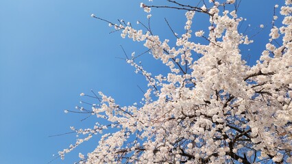 snow covered branches