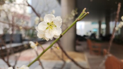 cherry blossom in spring
