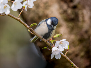 桜にとまるシジュウカラ