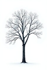 Isolated tree with bare branches against a white background, nature, frost, solitude