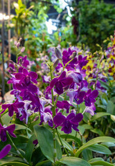 Obraz premium Vibrant purple orchids bloom amidst lush greenery in a botanical garden during spring season