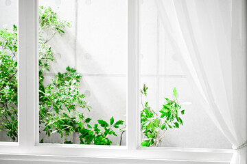白い窓と緑の植物