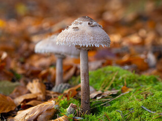 kania grzyb jadolny © Marek