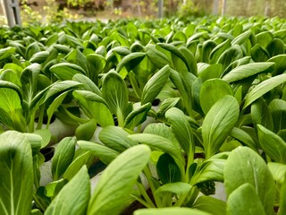 Obraz premium Cultivation of pakcoy plants using hydroponic methods