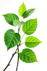 Fototapeta premium Dense leaves on a branch isolated on white background, , nature