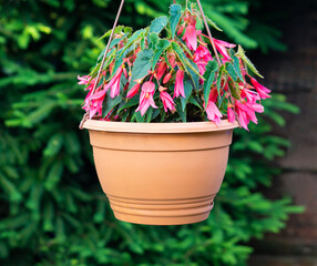 begonia