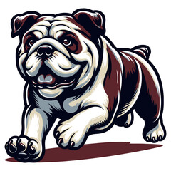 Bulldog vector and illustration.