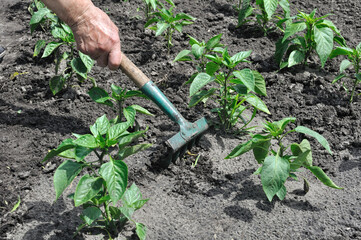 gardener raking of pepper plantation - seasonal work in the vegetable garden