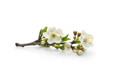 Сherry plum blossom, blooming branch with young leaves, buds and flowers isolated on white...