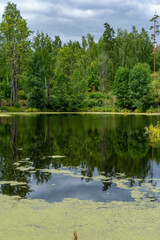 Fototapeta premium Different landscapes in autumn swamps.