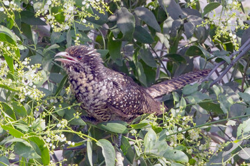 Asian Koel (Eudynamys scolopaceus) female in a bush, Little Rann of Kutch, Gujarat, India.