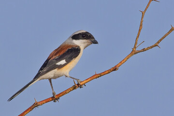 Bay-backed Shrike, (Lanius vittatus), perched against a blue sky, Little Rann of Kutch, Gujarat, India.