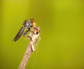 Mini Robberfly with Prey on a branch