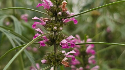 Leonurus japonicus, commonly called oriental motherwort or Chinese motherwort, features clusters of small, tubular purplish-pink flowers arranged vertically along the stem.