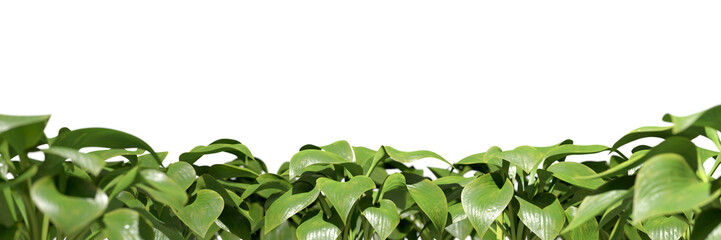 Tropics greenery plants group row on transparent backgrounds 3d rendering png