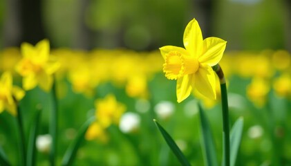 Obraz premium A bright yellow daffodil in a field with white and greenery, daffodils, flowers, greenery