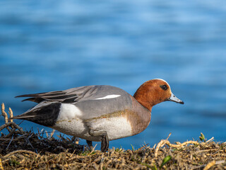 地面を歩くヒドリガモ