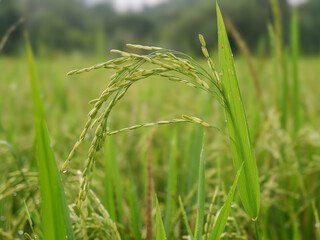 rice plants that are ready to be harvested