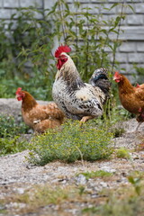 rooster and hens