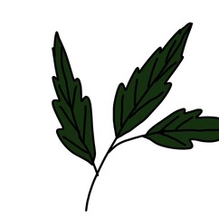 The image shows a small branch with three dark green leaves. The leaves have serrated edges and are attached to a thin stem. The background is plain white.
