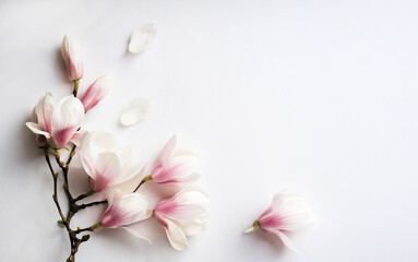 Obraz premium Elegant Magnolia Flowers on Soft White Background