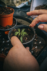 Obraz premium Transplanting tomato seedlings into pots by hand at home 