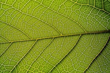 Obraz premium green foliage texture