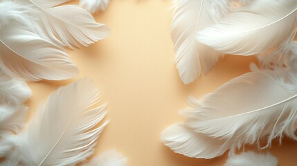 Naklejka premium White feathers on a solid background 