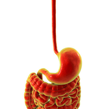 Human digestive system, 3D illustration