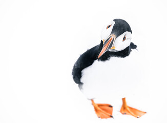 atlantic puffin bird 