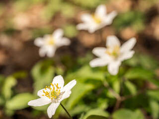 White wood anemone Flowers in Bloom Amid Green Foliage in Springtime