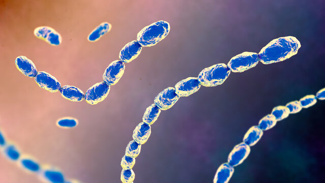 Haemophilus ducreyi bacteria, 3D illustration