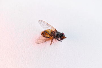 One dead fly (insect) lying on the white surface, extreme close-up