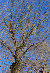 Leafless willow tree against the blue sky in a sunny day. Bare willow tree in winter background.