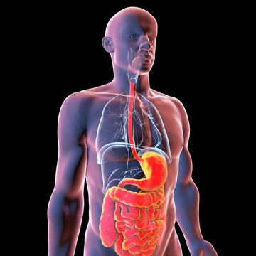 Human body with highlighted digestive system, 3D illustration