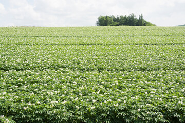 白い花が満開のジャガイモ畑
