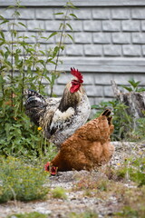 rooster and hens